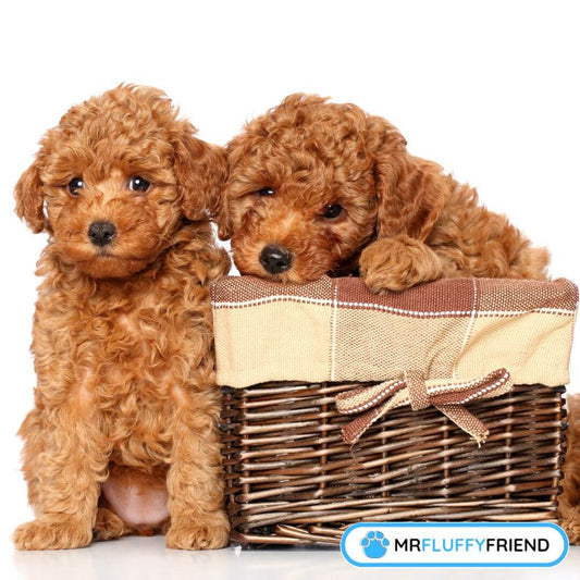 Comment prévenir l'anxiété de séparation chez les chiots