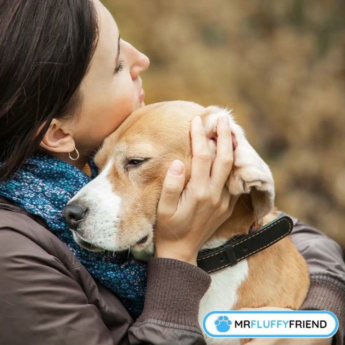 Que faire si votre chien a de l’anxiété : guide ultime