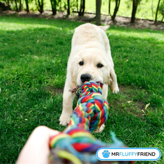 Combien d'exercice un chiot a-t-il besoin ?