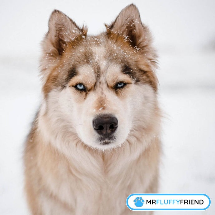 Races de chiens d'hiver : Les meilleurs chiens pour le froid et la neige
