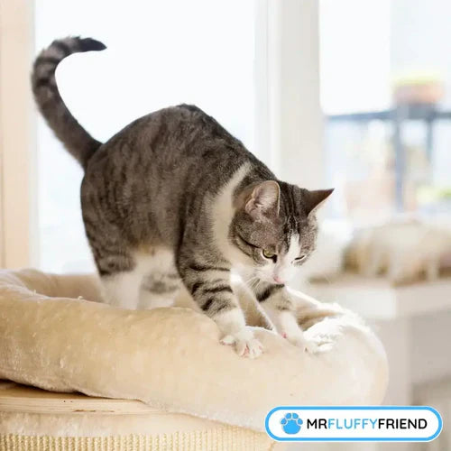 Pourquoi les chats pétrissent et ronronnent : les raisons simples
