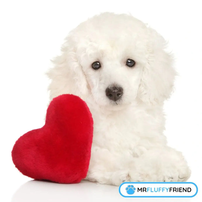 Spécial Saint-Valentin : Est-ce que mon toutou sait que je l'aime ?