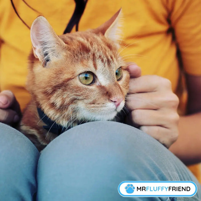 Pourquoi Mon Chat Bave ? On Révèle la Vérité !