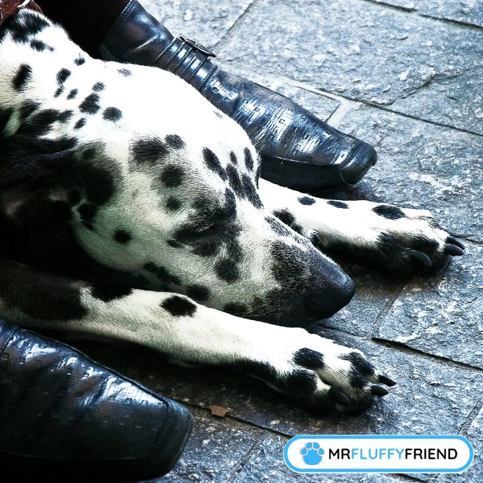 Pourquoi Mon Chien Dort-il à Mes Pieds ?