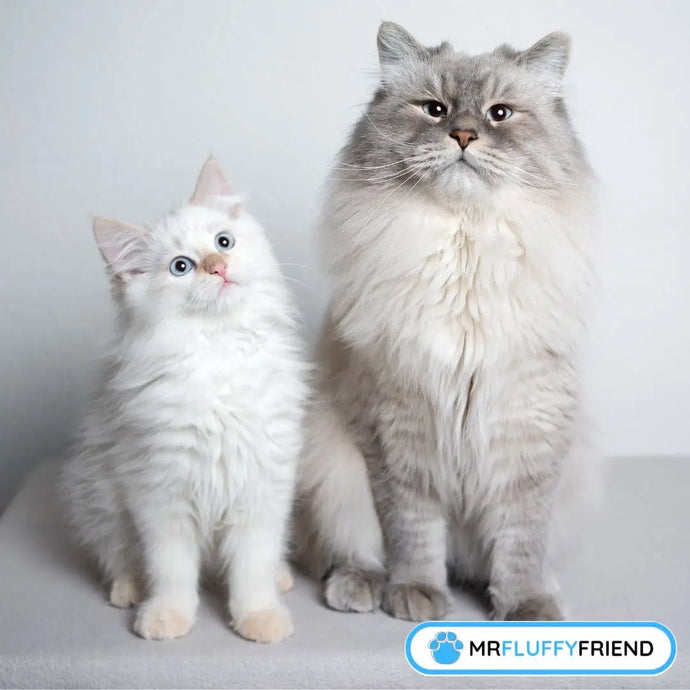 10 signes que votre chat accepte le nouveau chaton