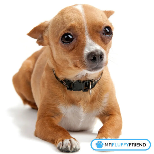 Un petit chien fauve allongé sur fond blanc, montrant l’anxiété de séparation chez le chien