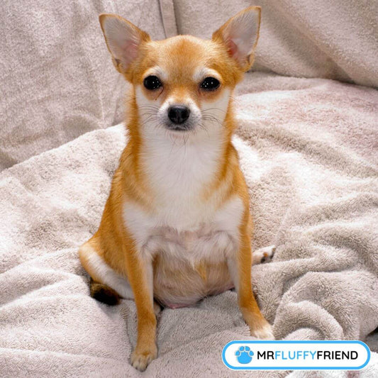 Soins-chienne-enceinte