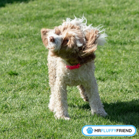 Demangeaison doreille secousse de tete