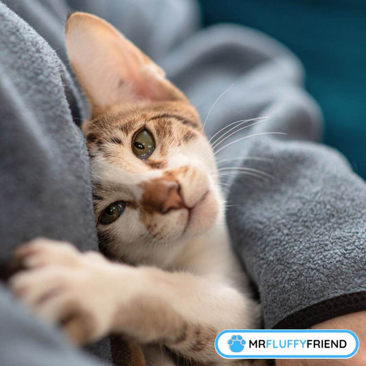 Pourquoi mon chat est-il si attaché à moi dernièrement?