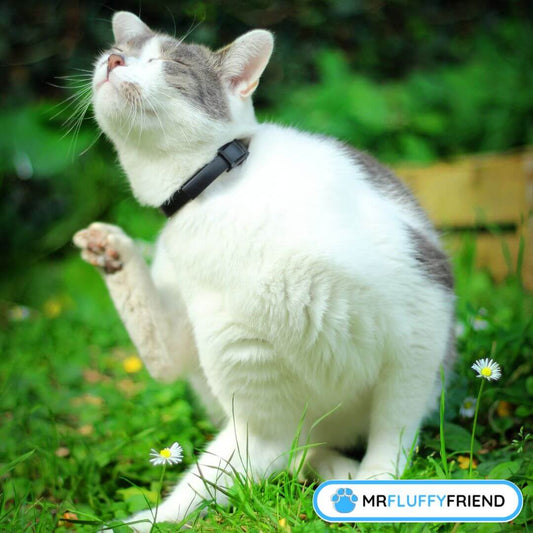 Les chats peuvent ils avoir des allergies