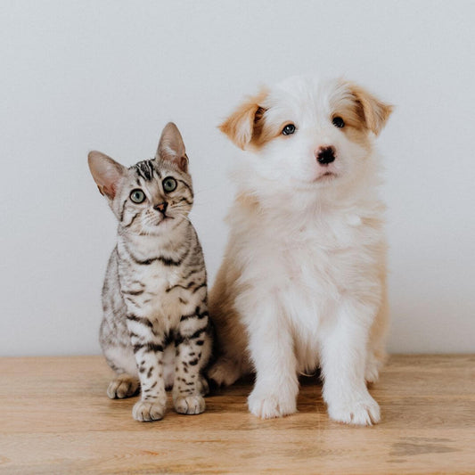 Garde à domicile vs Pension pour animaux de compagnie