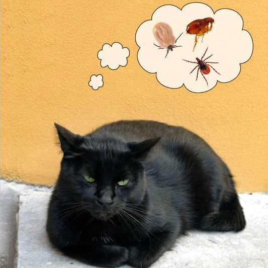 Puces chez les chats d'intérieur