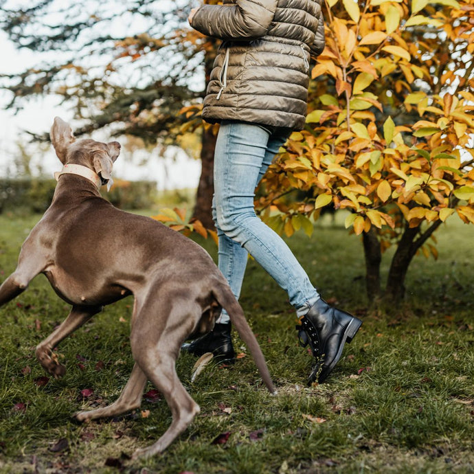 Comment arrêter les aboiements excessifs de ton chien