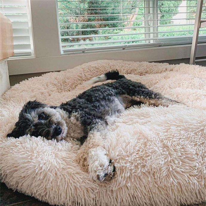 Pourquoi Mon Chien Tressaille Pendant Son Sommeil ? Expliqué !