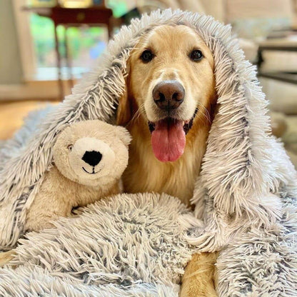 Un Golden Retriever bien au chaud avec son doudou et une couverture toute douce