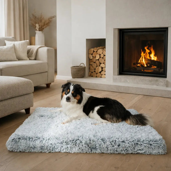 Offrez à votre chien le confort qu'il mérite