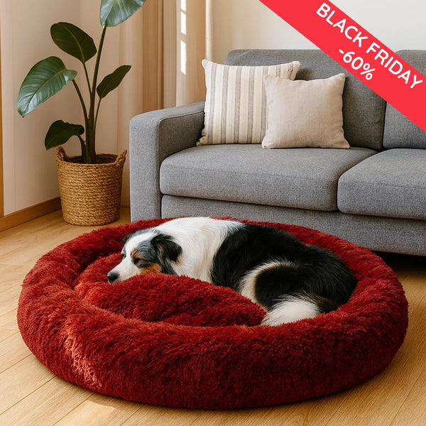 La plupart des chiens éprouvent des niveaux élevés d’anxiété